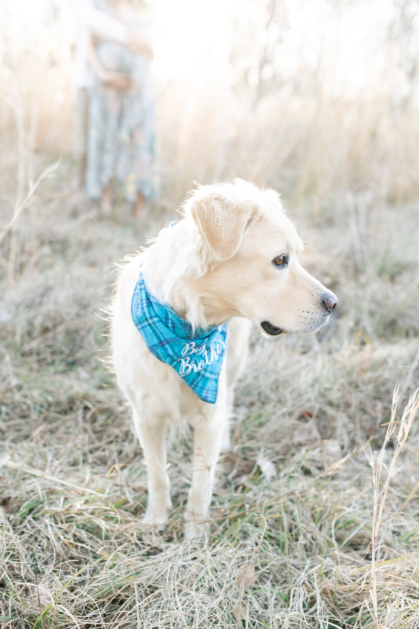 Dog wearing big brother bandana. Photo by Little Sunshine Photography.