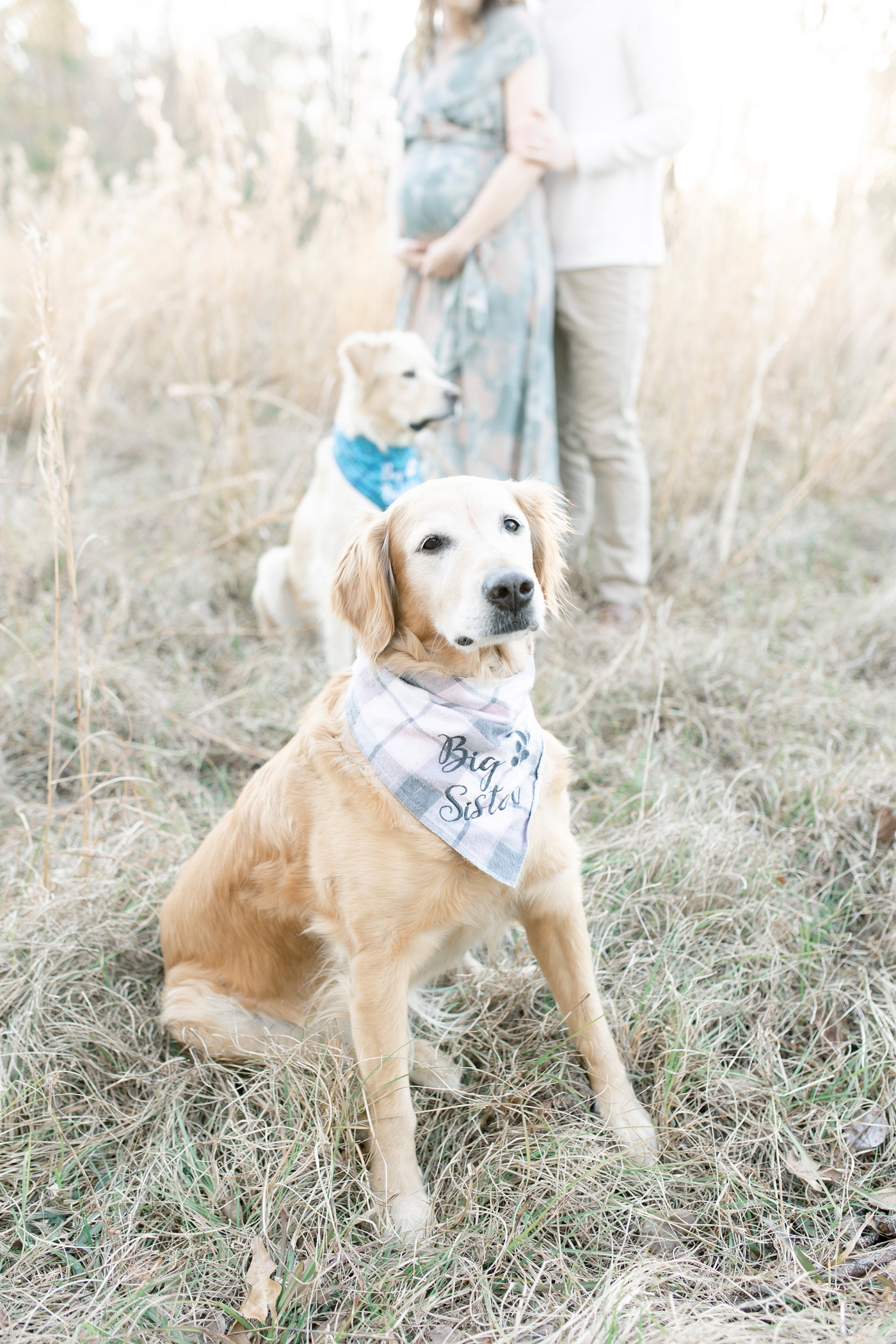 Family's dogs with big brother and sister bandanas. Photo by Little Sunshine Photography.