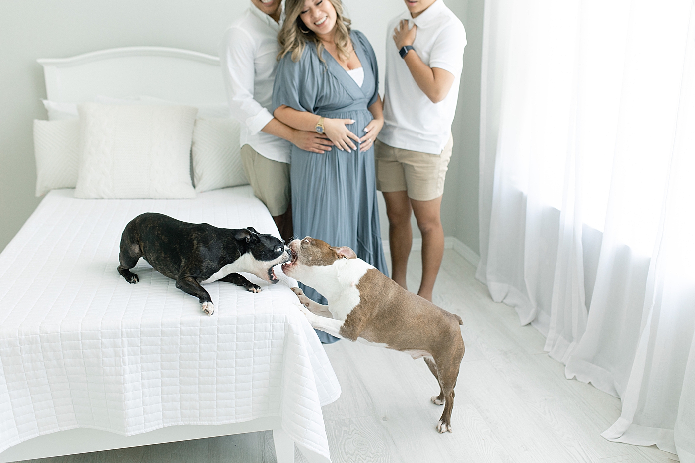 Dogs playing during family photo session in studio | Photo by Little Sunshine Photography 